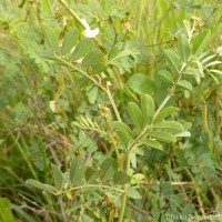 Tephrosia villosa (L.) Pers.